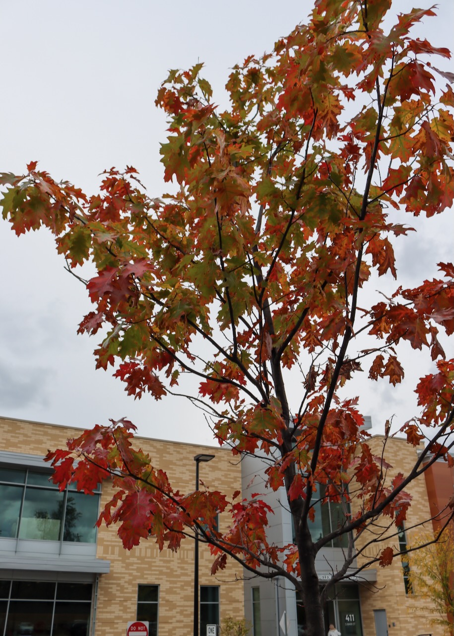 Acer × freemanii in front of the library, a young maple tree with its leaves starting to turn red