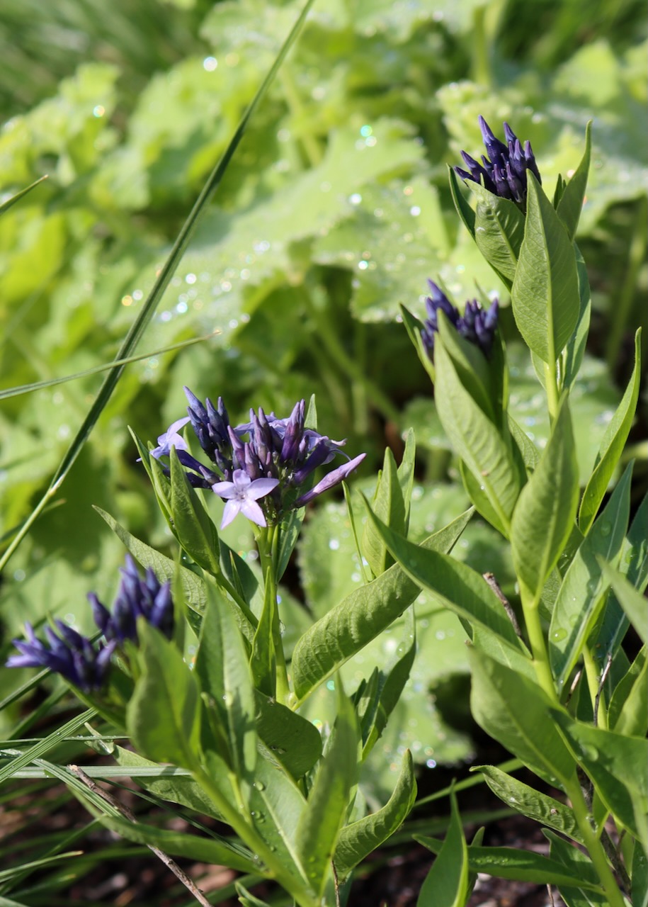 Small dark purple-ish blue flowers in a star shape blooming in front of the Library