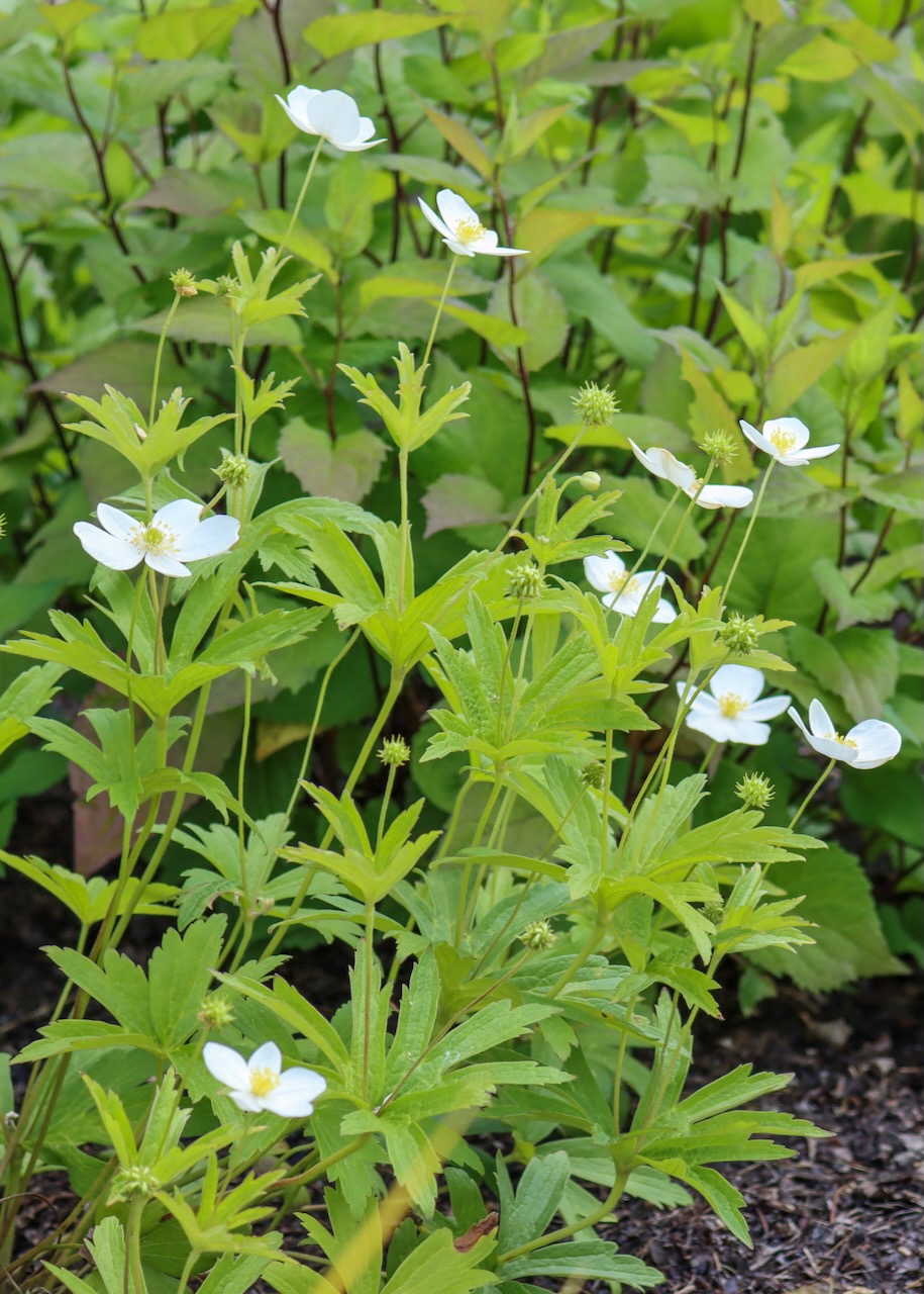 Anemone canadensis, small white flowers, blooming in front of the Library