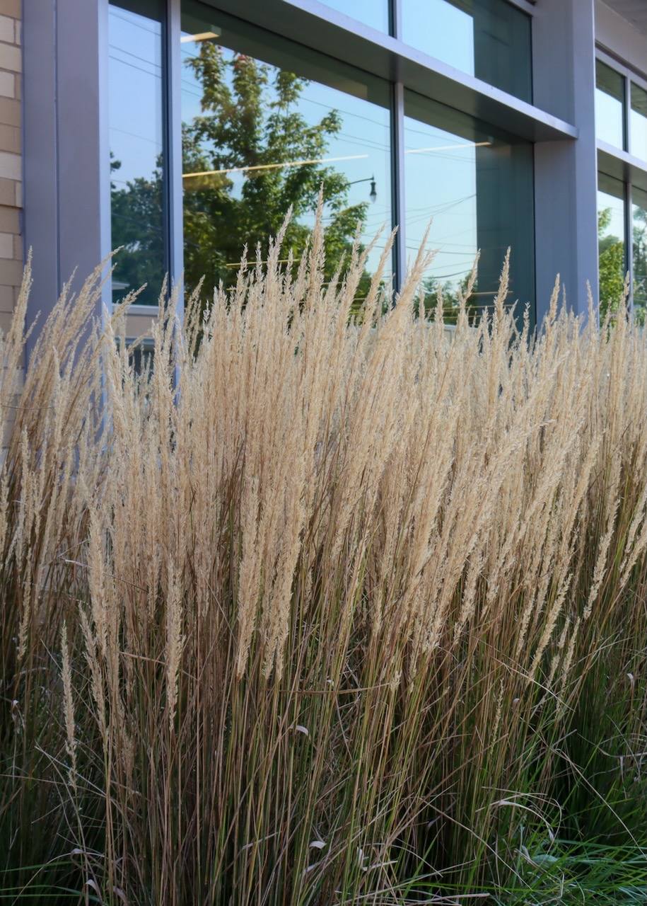 Calamagrostis × acutiflora