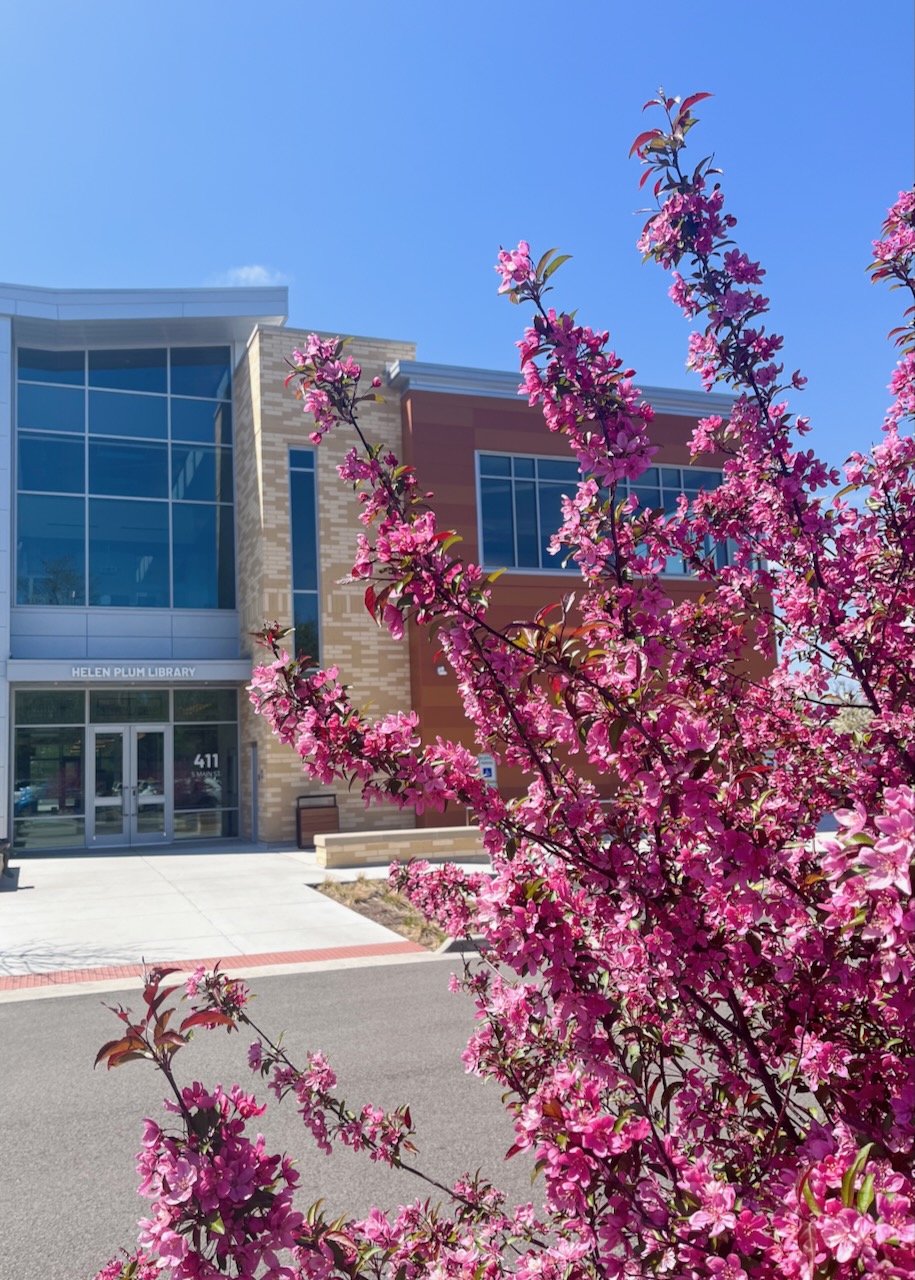 Cercis canadensis, a tree in bloom with bright pink flowers, in front of the Library