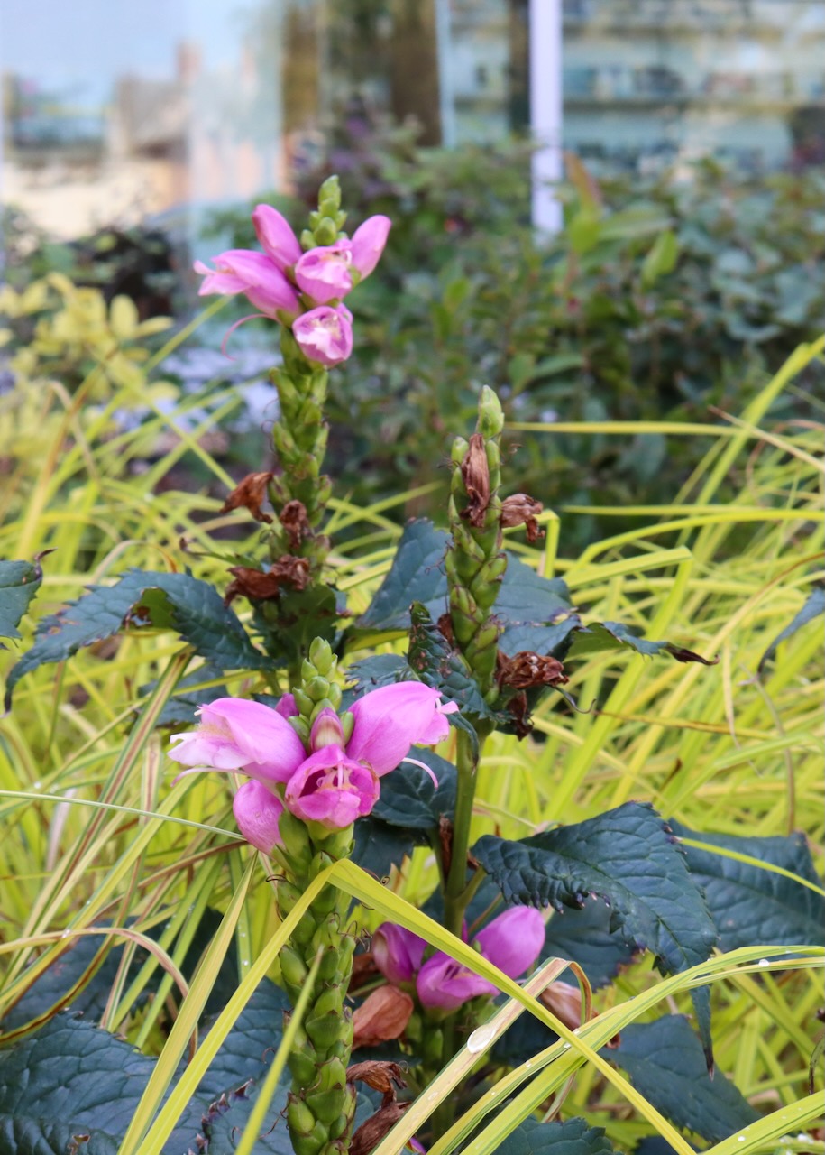 Chelone obliqua, a bright pink flower blooming in front of the library.