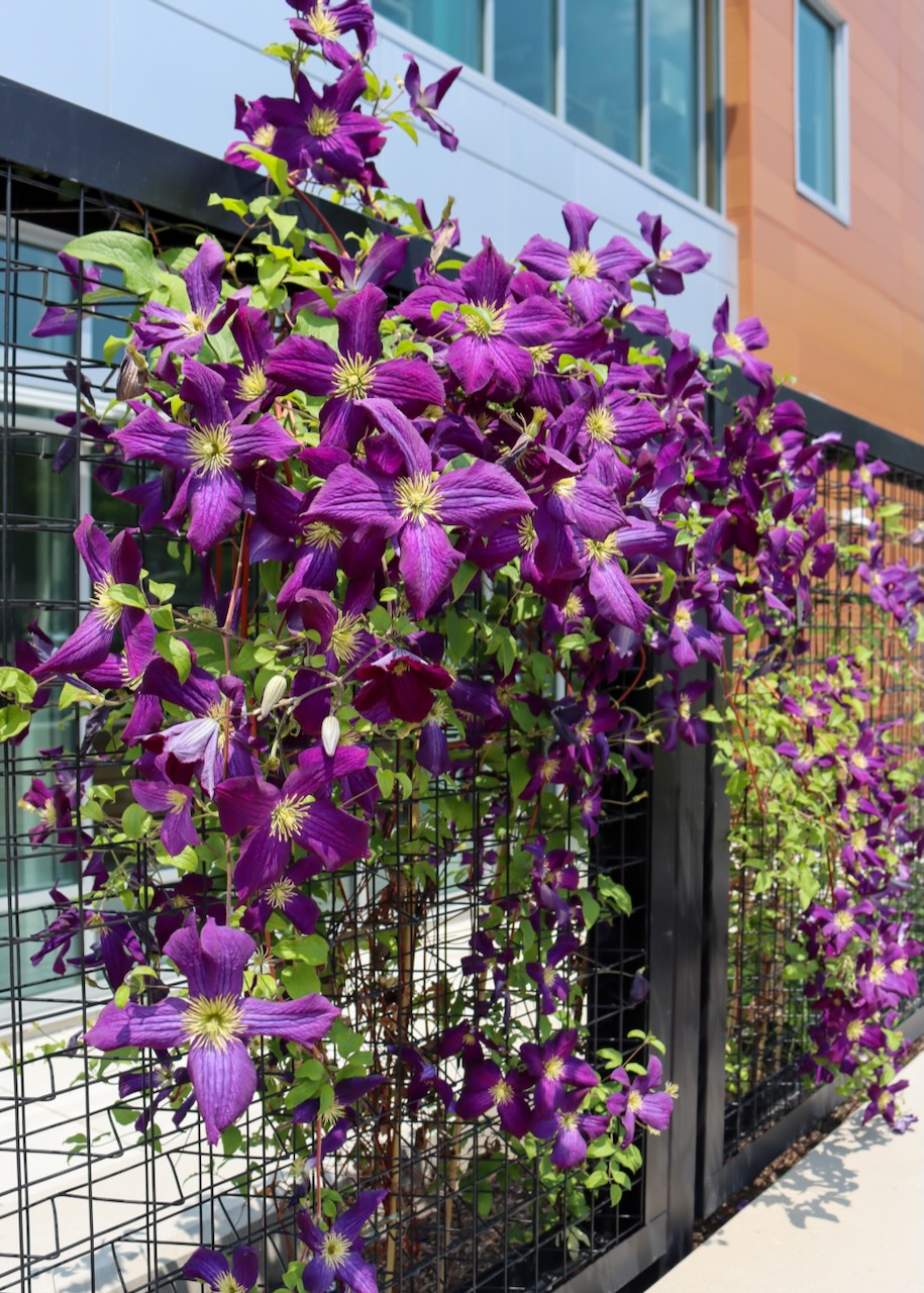 Purple clematis flowers growing on a trellis outside the Library