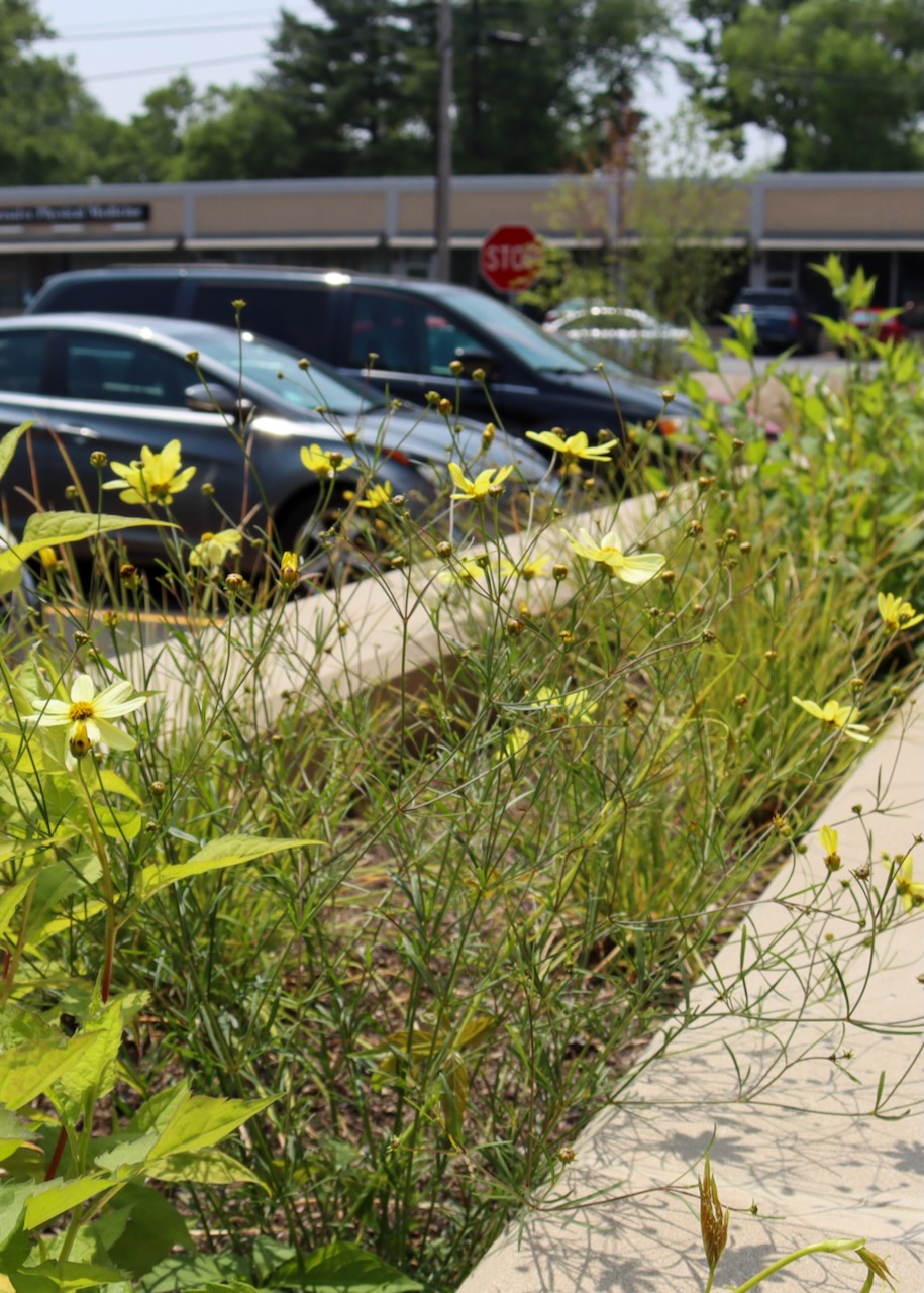 Coreopsis verticillata, small yellow flowers, growing in a raised brick flowerbed outside the Library