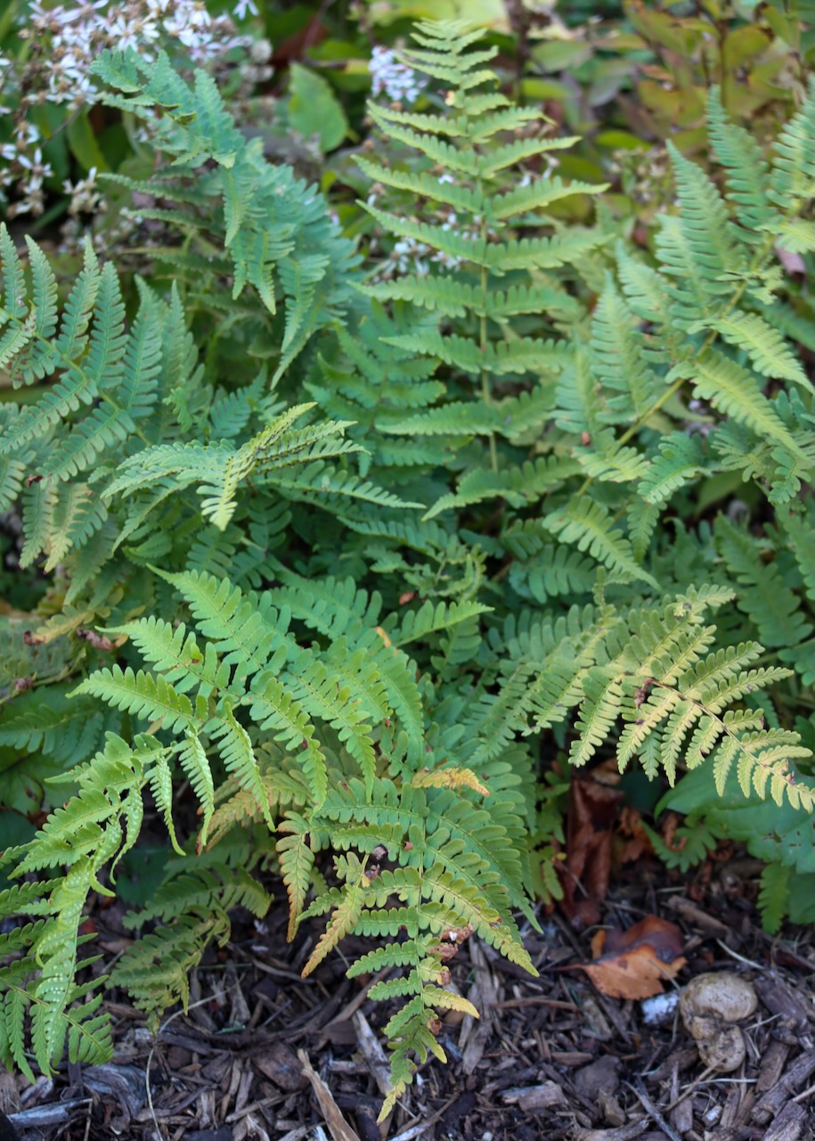 Dryopteris marginalis, a green fern growing on the ground outside the library