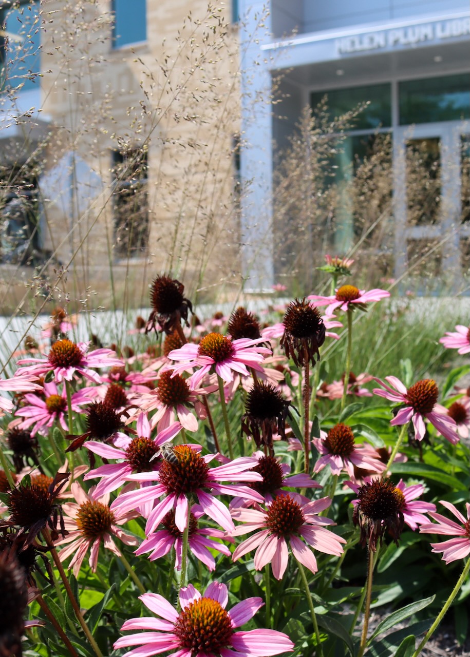 Purple coneflowers (echinacea) in front of the east entrance to the library