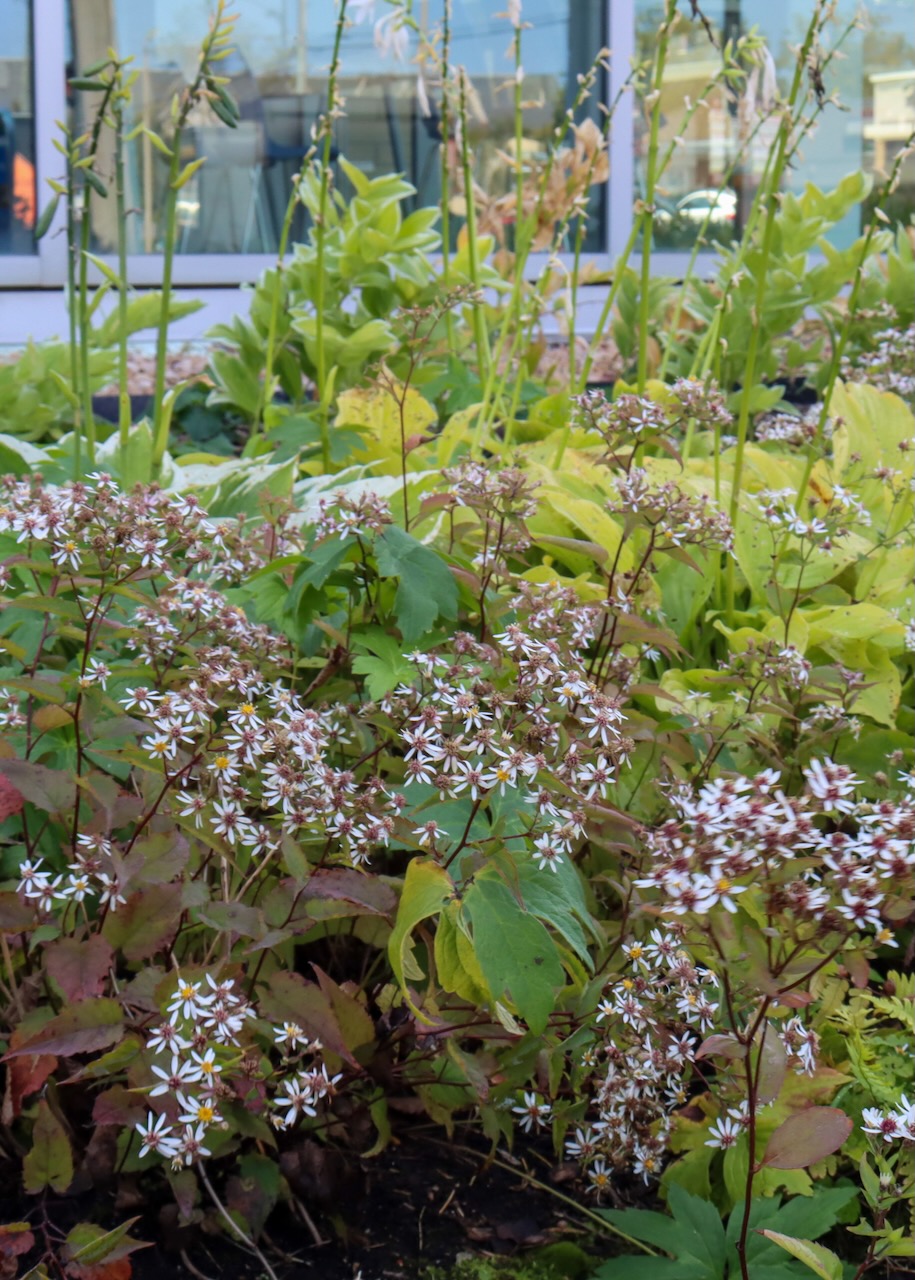 Eurybia divaricata, small white blooming asters, growing in front of the Library