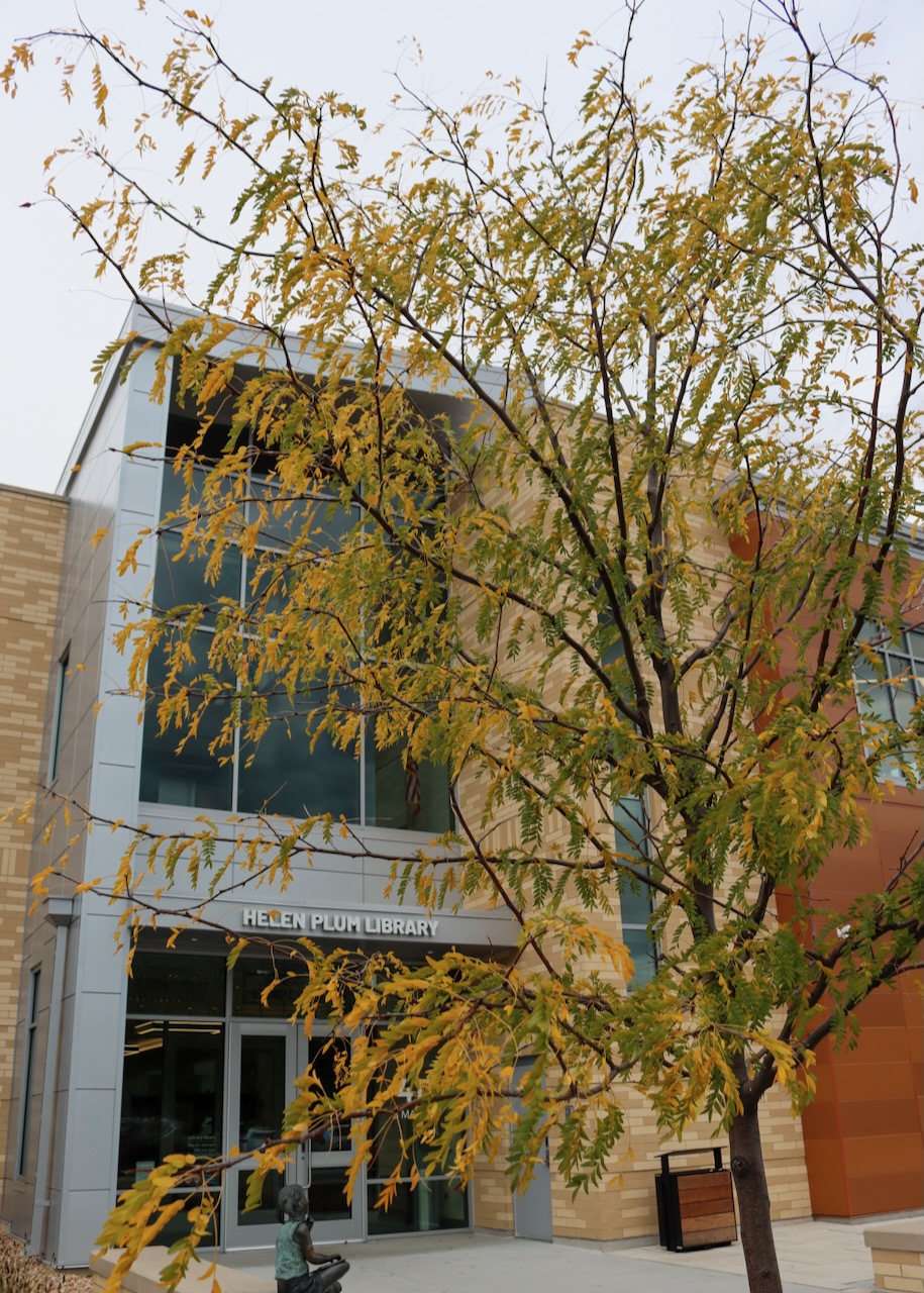 Young honey locust tree in front of the library with leaves starting to turn yellow