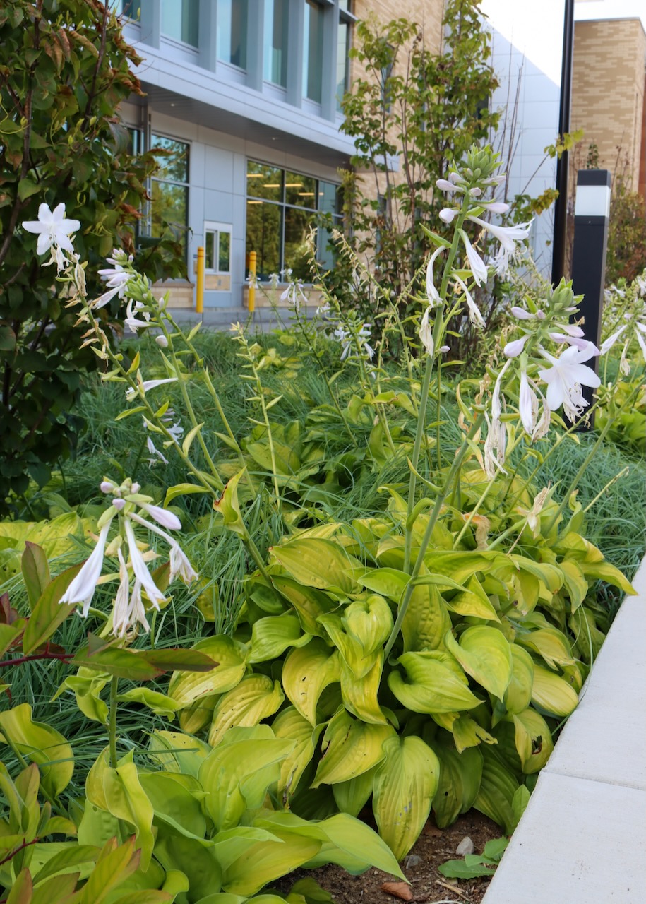 Hosta blooming by a sidewalk outside the Library