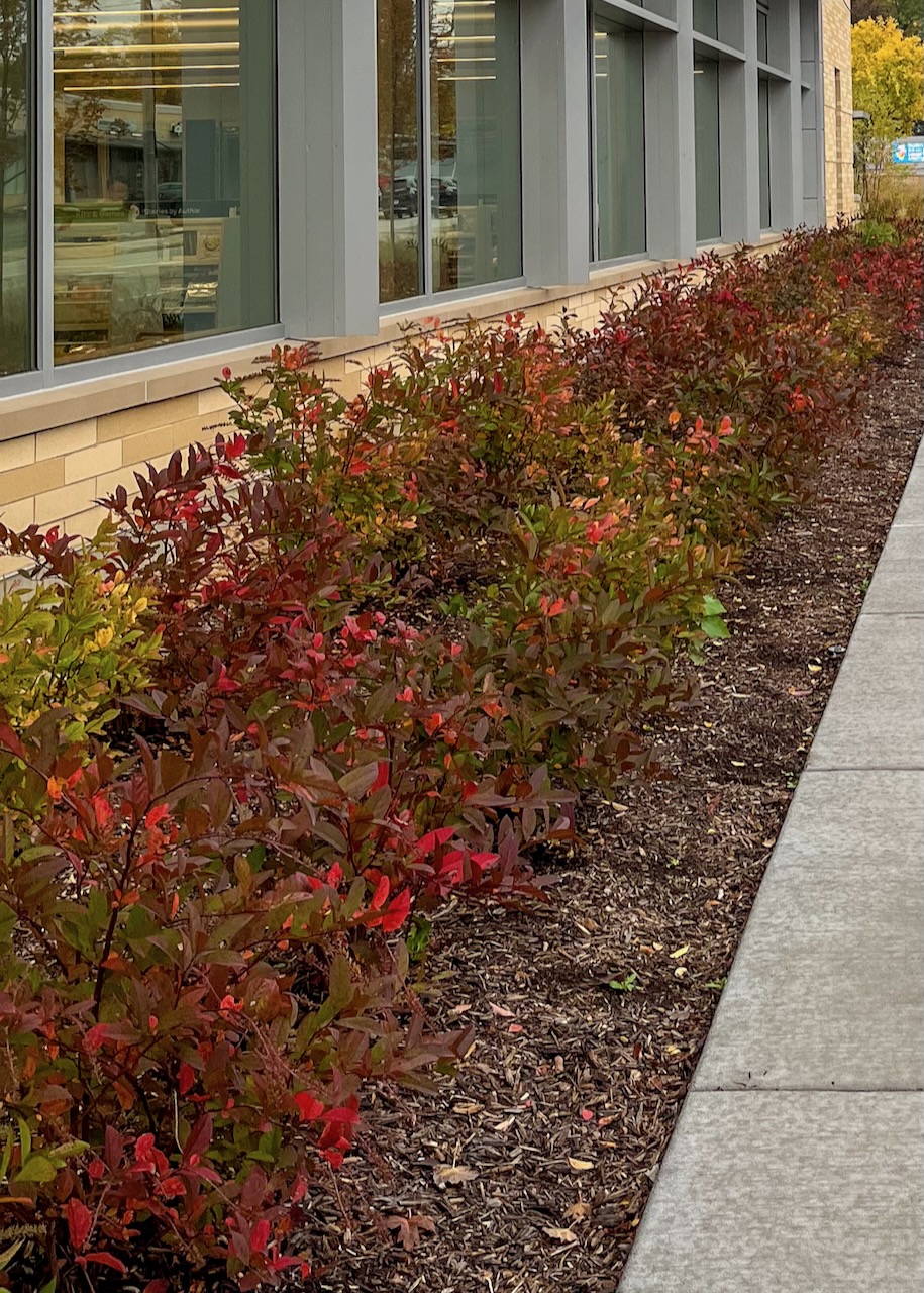 Itea virginica in fall, a small shrub with red leaves, in front of the Library