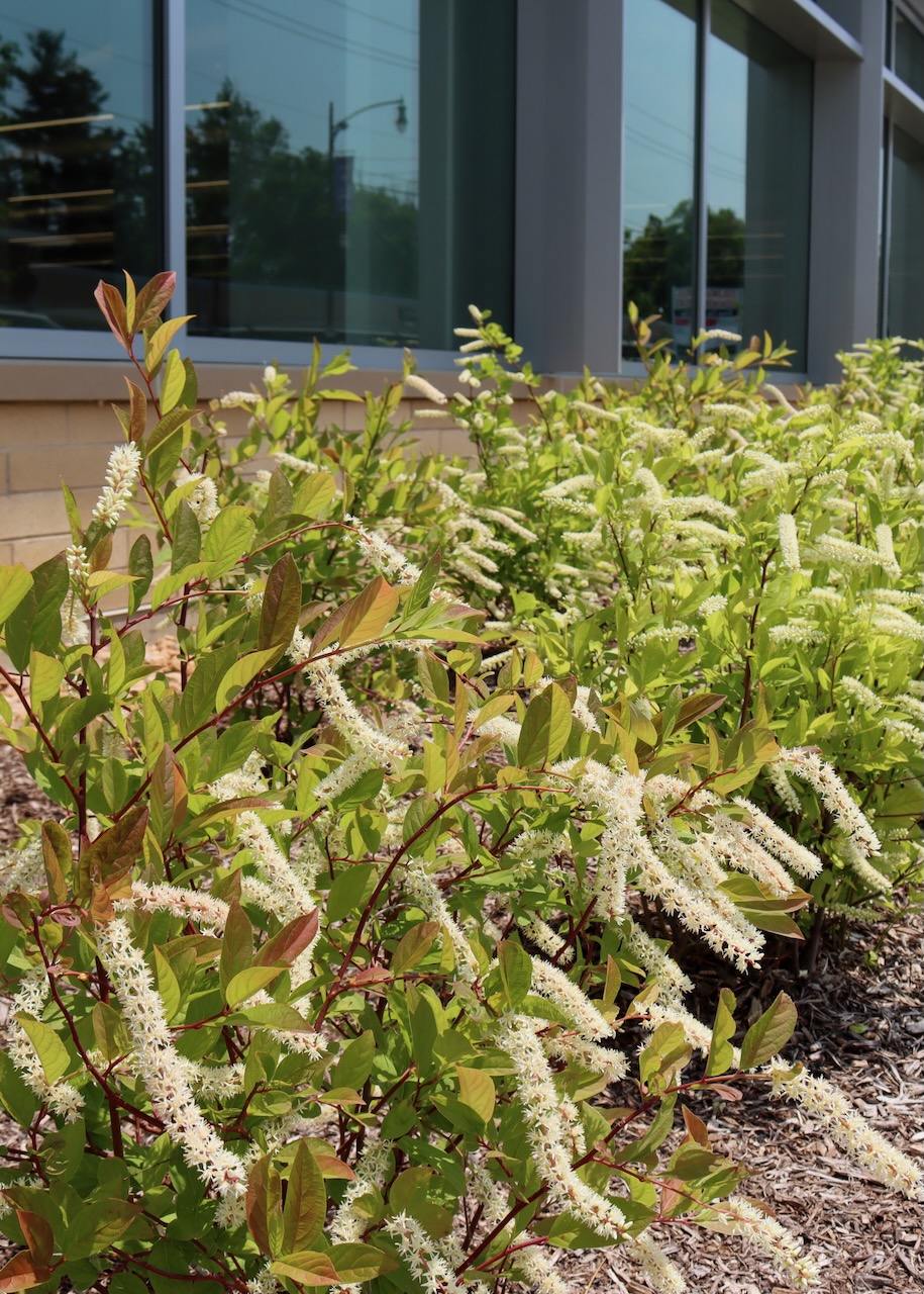 Itea virginica, a shrub blooming in summer with long white blooms shaped like bottlebrushes