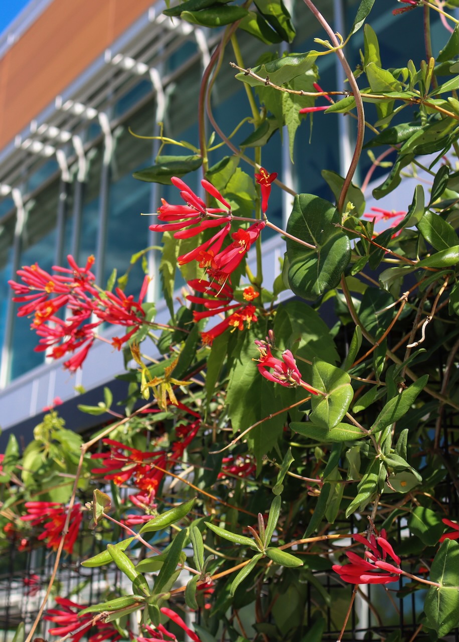 Bright red trumpet honeysuckle blooms growing on a trellis outside the Library