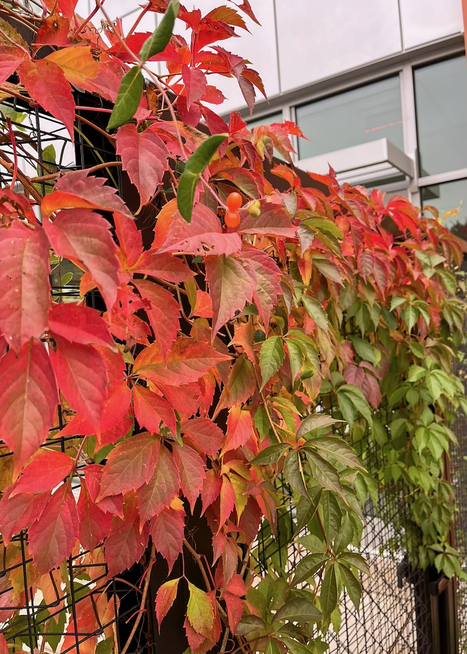 Parthenocissus quinquefolia, red vines in the fall growing up a terrace outside the Library