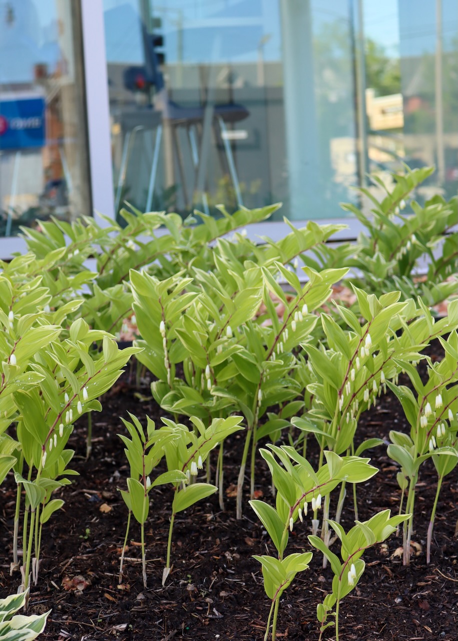 Polygonatum odoratum, a small plant with white bell-shaped flowers hanging from a curved stem