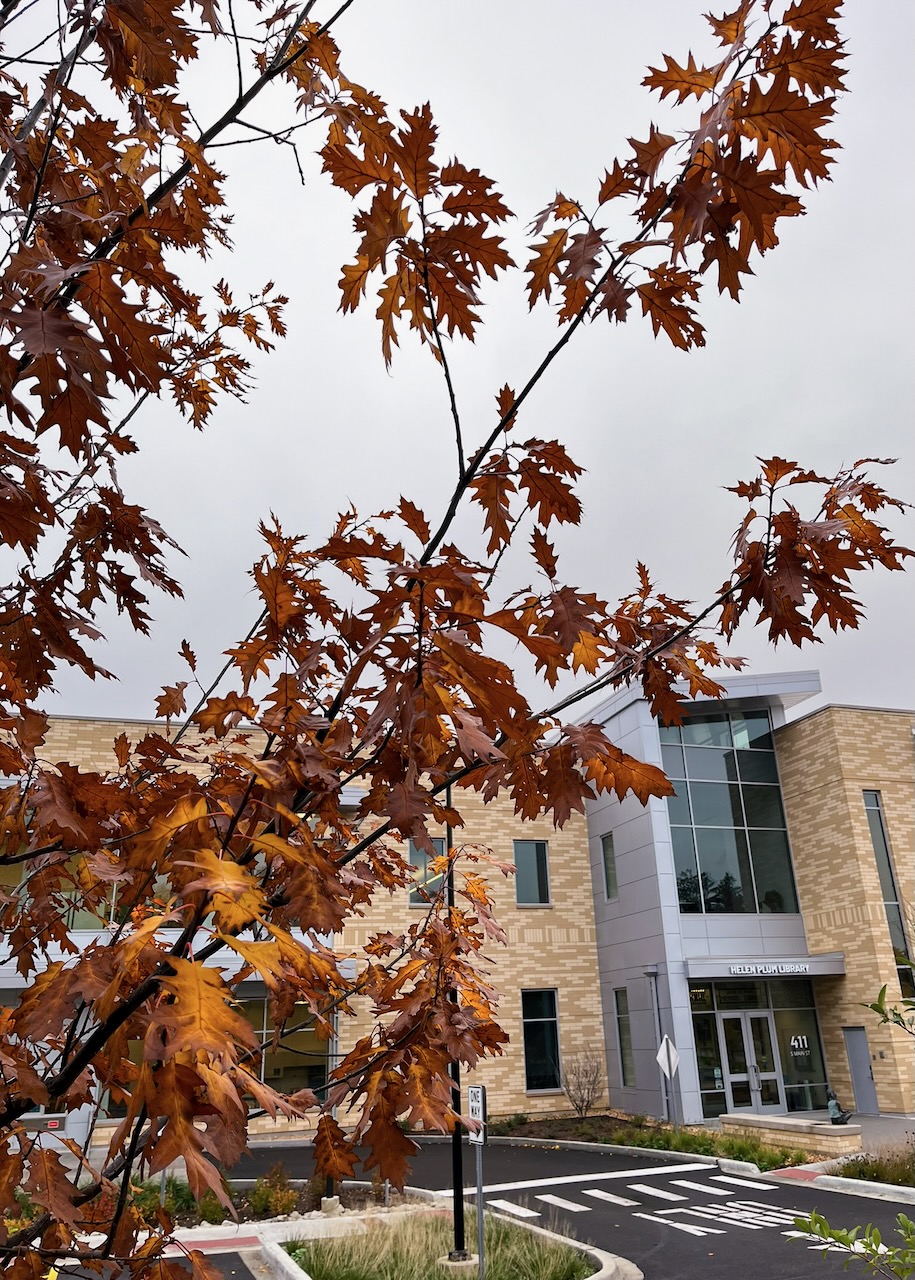 Quercus rubra, a young northern red oak, with red leaves in autumn, in front of the Library