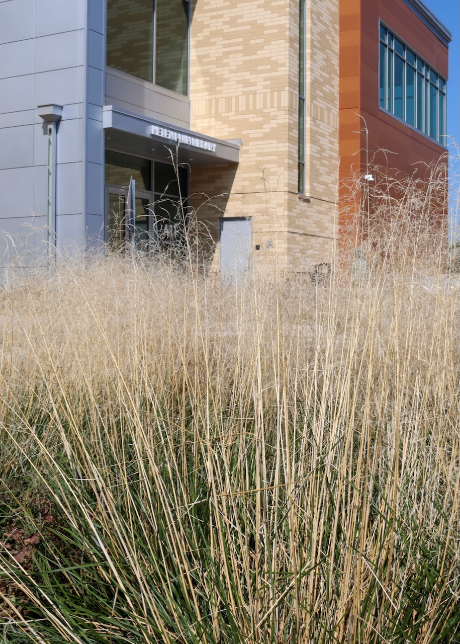 Deschampsia cespitosa in front of the library, a tall prairie grass with green stems and tufted yellow tops