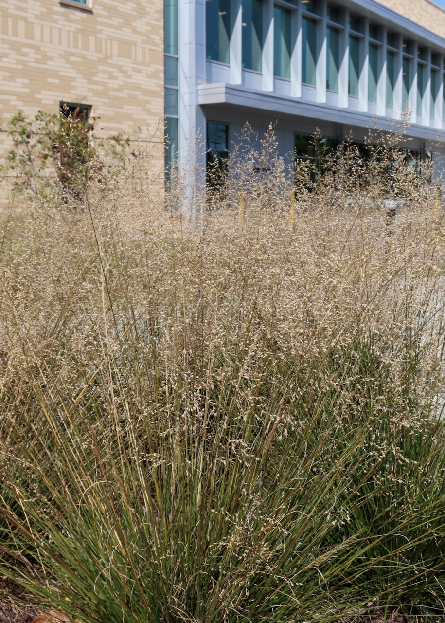 Sporobolus heterolepis, a tall prairie grass with green stems and yellow tufted tops, growing in front of the Library