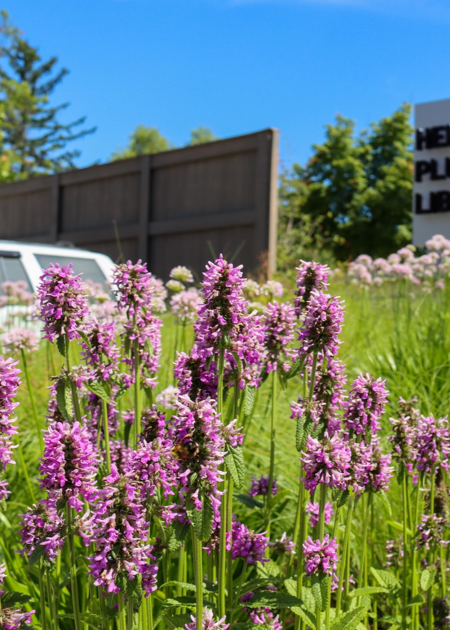 Stachys hummelo, tall purple flowers, blooming in front of the Library sign