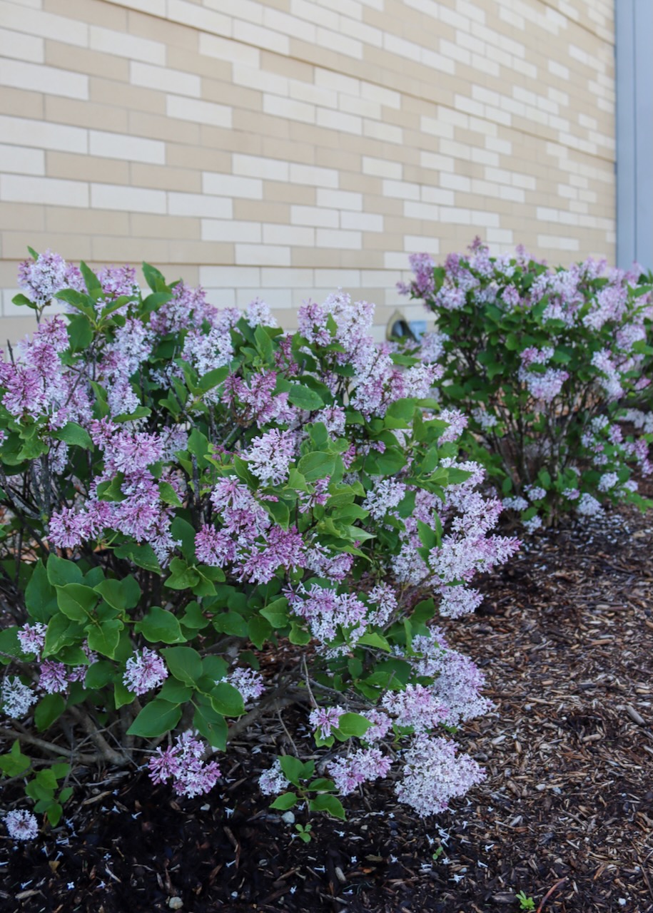 Syringa patula, a small purple lilac bush, blooming outside the Library