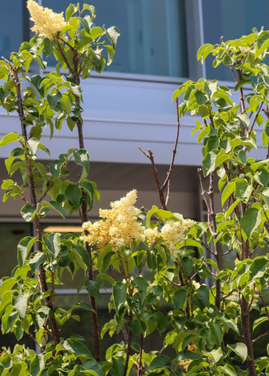 Syringa reticulata, a flowering tree with clusters of small white yellow flowers, in front of the Library