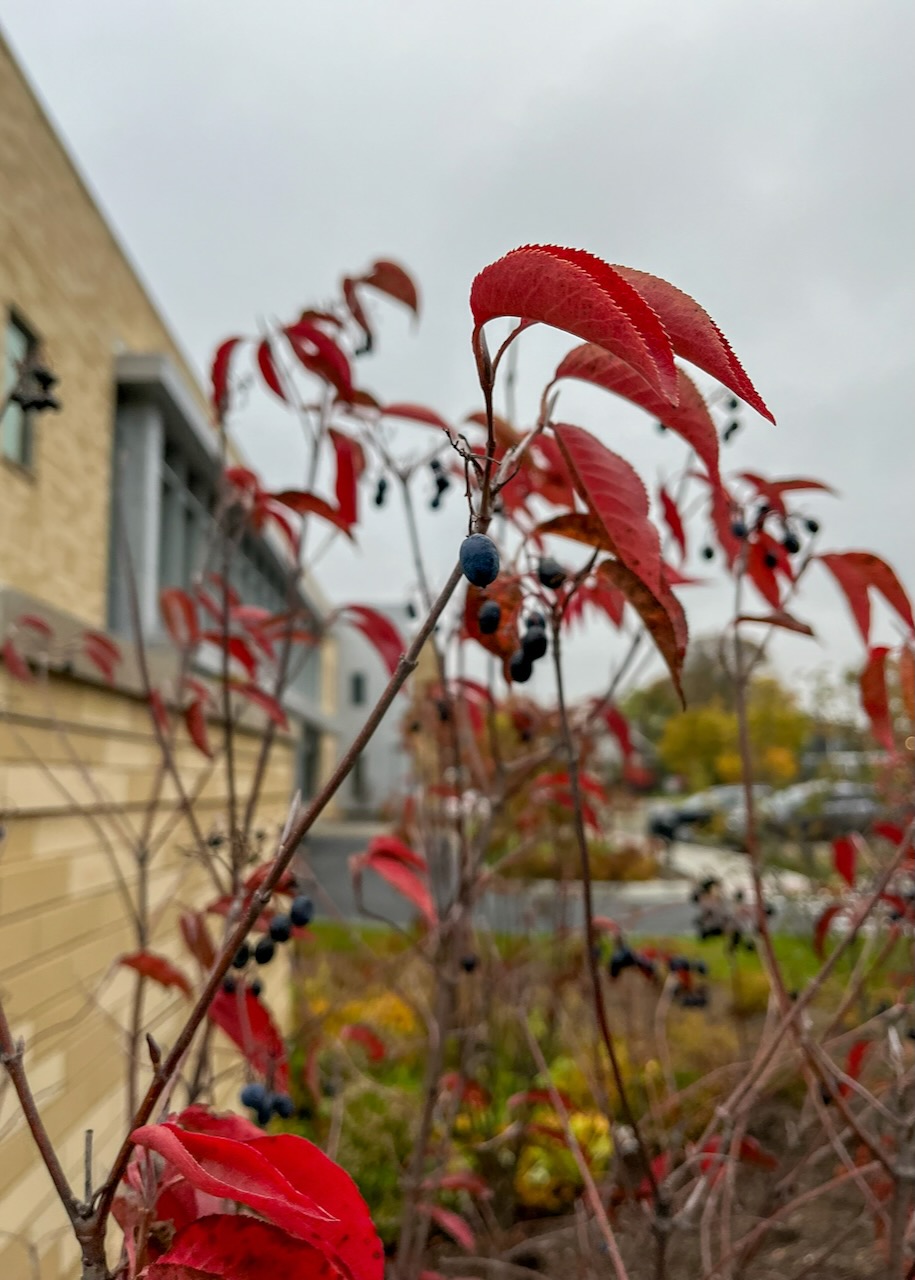 Viburnum in the fall, a leafy shrub with red leaves and dark blue berries, growing near the Library