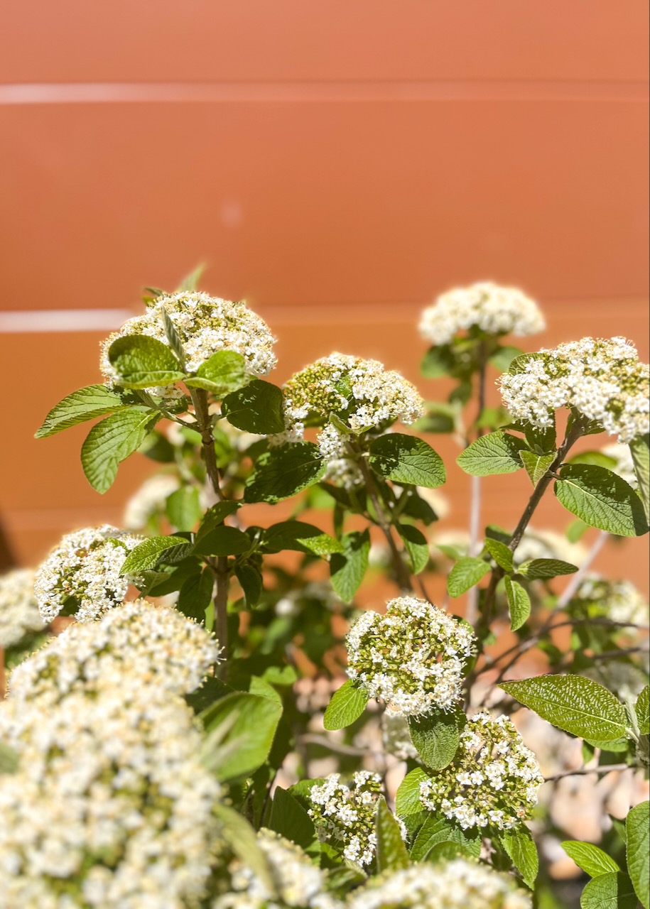 Viburnum lentago in spring, a shrub with small white bloom clusters against the wall of the library 