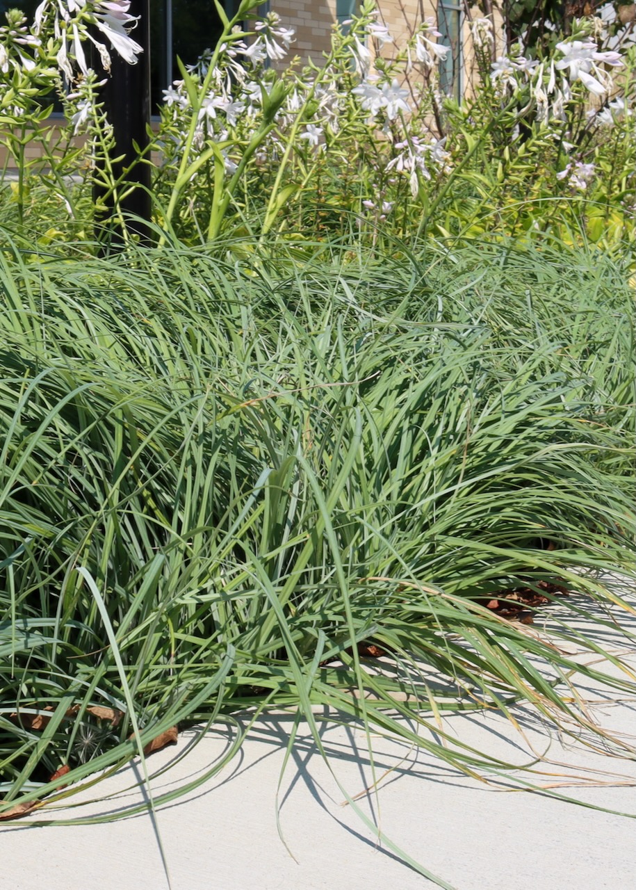 Carex pensylvanica, a long green grass, growing by a sidewalk outside the Library