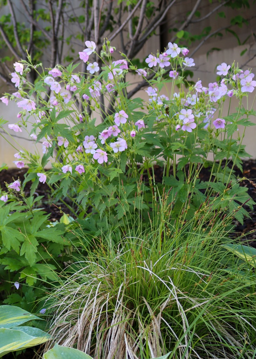 Geranium maculatum, small light pink flowers, blooming near the Library