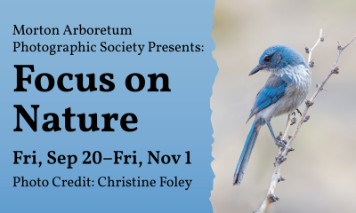 Photo of a bluebird on a branch with text that says Morton Arboretum Photographic Society Presents: Focus on Nature. Photo credit: Christine Foley