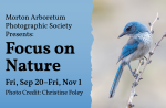 Western Scrub Jay photography by Christine Foley