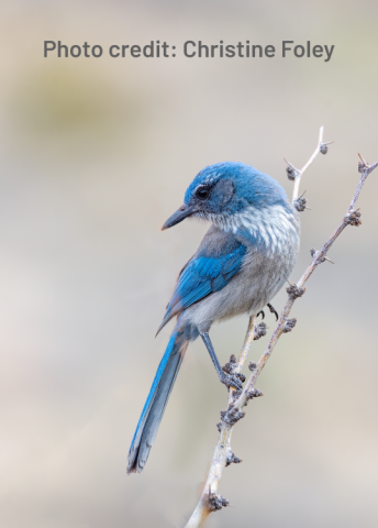 Western Scrub Jay by Christine Foley